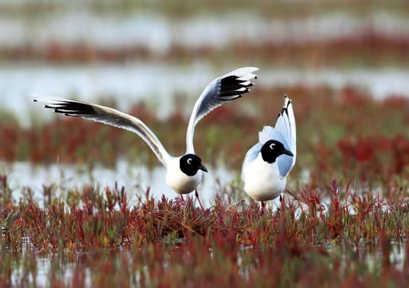 盤錦網站建設優(yōu)化公司向黑嘴鷗保護協(xié)會獻愛心